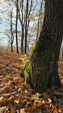 Ormanda güneşli bir günde, altın kahverengi yapraklarla çevrili ağaç tabanındaki yeşil yosunlar. Cluj, Romanya