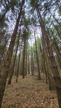 Soğuk ve kurak bir kış gününde ağaçların arasında çıplak dallar ve yemyeşil tepeler arasında yürürken. Cluj, Romanya