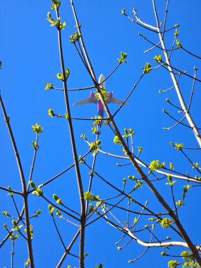 Bahar yeşili ağaç dalları güneşli bir günde açık mavi gökyüzü ile çelişiyor. Cluj, Romanya