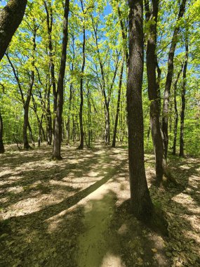 Güneşli bir bahar gününde ormanda düz bir patika. Uzun ağaçlardaki sarı yeşil dallar açık mavi gökyüzü ile tezat oluşturuyor. Cluj, Romanya