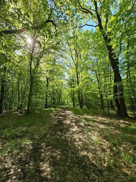 Güneşli bir bahar gününde açık yeşil ormanda yürüyüş yapmak. Cluj, Romanya