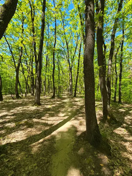 Güneşli bir bahar gününde ormanda düz bir patika. Uzun ağaçlardaki sarı yeşil dallar açık mavi gökyüzü ile tezat oluşturuyor. Cluj, Romanya