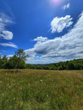 Piatra Lui Lucaci yürüyüş yolunda yeşil çimenler, ağaçlar ve açık mavi gökyüzünde beyaz bulutlarla güzel bir yaz manzarası. Tarnita, Cluj, Romanya