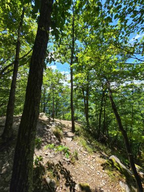 Piatra lui Lucaci bir yaz günü ağaçların dallarında parlayan güneşle ormanda yürüyüş yapıyor. Tarnita, Cluj, Romanya
