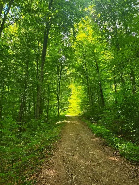 Güzel bir yaz gününde Piatra Lui Lucaci 'ye doğru yürüyüş yapmak. Cluj, Romanya