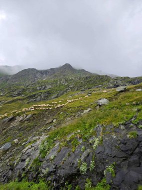 Sisli bir günde Transfagarasan Yolu 'ndan görülen Fagaras Dağları' nda otlayan koyun sürüsü. Sibiu, Romanya