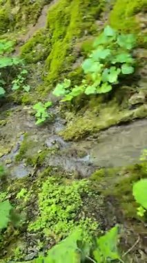 Güneşli bir yaz gününde Sipote Şelalesi 'nin (Cascadele de Travertin) güzel ve yavaş çekim videosu. Travertin taşlarından düşen su damlacıkları gibi yağmur, zen titreşimleri yayıyor. Alba, Romanya