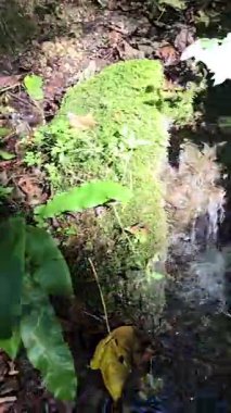 Ormanda, kayaların, yosunların ve yaprakların üzerinde parlayan güneşin olduğu güzel, rahatlatıcı bir su deresi. Trascau Dağları, Alba, Romanya