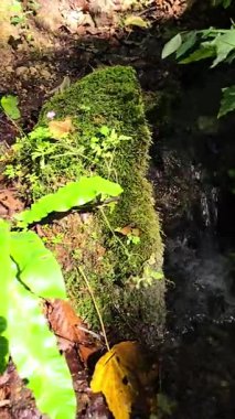Güneşli bir yaz günü, Trascau Dağları 'nda, Sipote Şelalesi' nin (Cascadele de travertin) tepesinde, yosun kayaları, yapraklar ve yapraklar arasında akan güzel bir orman suyu akıntısı. Alba, Romanya
