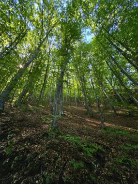 Kahverengi yapraklı güzel bir orman, parlak yeşil dalları olan uzun ağaçlar ve açık mavi gökyüzünden bir yaz günü parlayan güneş. Salciua, Alba, Romanya