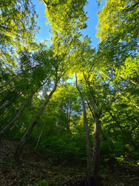 Bir yaz günü, açık mavi gökyüzü ile birlikte vahşi bir ormanda güneşle aydınlatılan yeşil dallı ağaçların gölgesine bakıyorum. Salciua, Alba, Romanya
