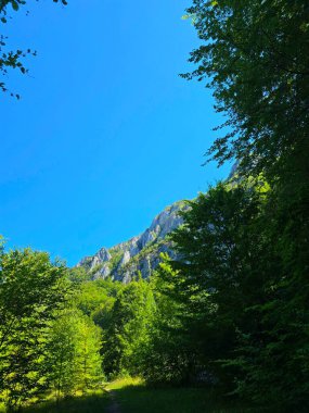 Bedeleu Dağı, Sipote Şelalesi 'ndeki ağaçların arasından güzel bir yaz gününde yürüyüş parkurunda görüldü. Salciua, Alba, Romanya