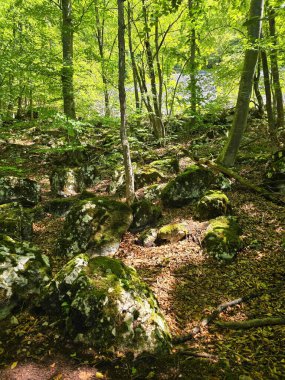 Güneşli bir yaz gününde ormanda yosun kayaları, yapraklar, parlak yeşil ağaç dalları ile dağ yürüyüşü patikaları. Salciua, Alba, Romanya