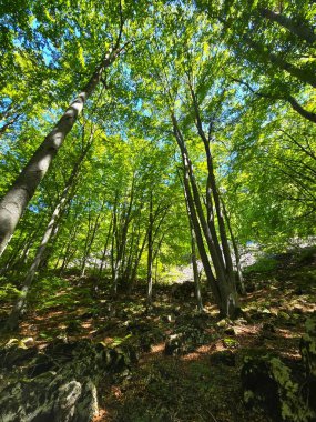 Güneşin altında parlak yeşil yaprak ağaçlarının güzel bir yaz gününde Bedeleu Dağı 'nın zirvesine doğru bir yürüyüş yolunda çekilmiş güzel bir fotoğrafı. Salciua, Alba, Romanya