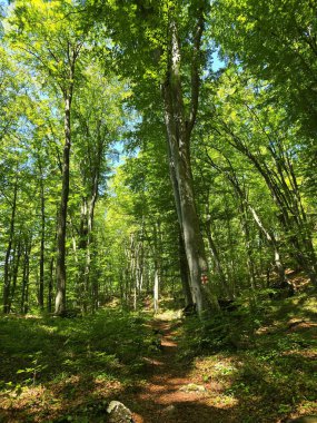 Güneşin altında parlak yeşil yaprak ağaçlarının güzel bir yaz gününde Bedeleu Dağı 'nın zirvesine doğru bir yürüyüş yolunda çekilmiş güzel bir fotoğrafı. Salciua, Alba, Romanya