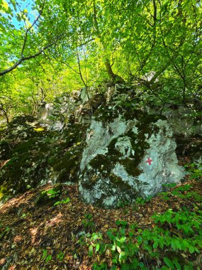 Yeşil yosun kayaları, parlak yapraklar ve güneş ışığında kahverengi yapraklar Bedeleu Dağı 'nın zirvesine doğru tırmanış yolunda. Salciua, Alba, Romanya
