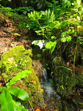 Güneşli bir yaz günü, Trascau Dağları 'nda, Sipote Şelalesi' nin (Cascadele de travertin) tepesinde, yosun kayaları, yapraklar ve yapraklar arasında akan güzel bir orman suyu akıntısı. Alba, Romanya