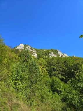 Güneşli bir yaz gününde açık mavi gökyüzüne karşı parlak yeşil ormanın üzerindeki Bedeleu Dağı tepesinde. Salciua, Alba, Romanya