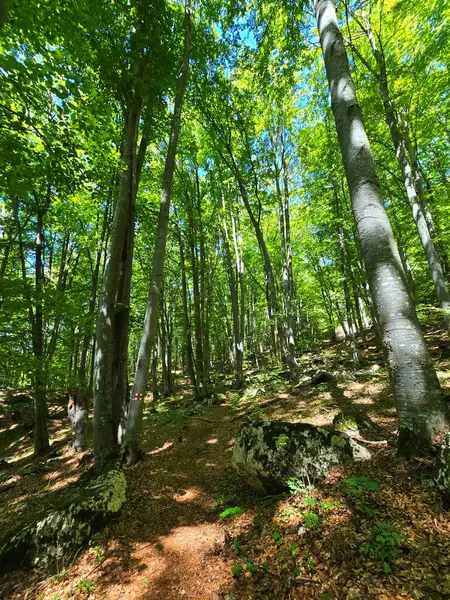 Güneşin altında parlak yeşil yaprak ağaçlarının güzel bir yaz gününde Bedeleu Dağı 'nın zirvesine doğru bir yürüyüş yolunda çekilmiş güzel bir fotoğrafı. Salciua, Alba, Romanya