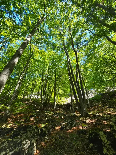 Güneşin altında parlak yeşil yaprak ağaçlarının güzel bir yaz gününde Bedeleu Dağı 'nın zirvesine doğru bir yürüyüş yolunda çekilmiş güzel bir fotoğrafı. Salciua, Alba, Romanya