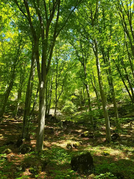 Güneşin altında parlak yeşil yaprak ağaçlarının güzel bir yaz gününde Bedeleu Dağı 'nın zirvesine doğru bir yürüyüş yolunda çekilmiş güzel bir fotoğrafı. Salciua, Alba, Romanya