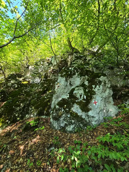 Yeşil yosun kayaları, parlak yapraklar ve güneş ışığında kahverengi yapraklar Bedeleu Dağı 'nın zirvesine doğru tırmanış yolunda. Salciua, Alba, Romanya