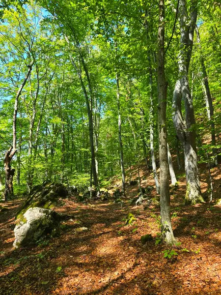Güneşli bir yaz gününde ormandaki uzun ağaçlar. Bedeleu Dağı 'nın tepesindeki yürüyüş parkurunda alçak açıdan görünen parlak yeşil ağaçlar var. Salciua, Alba, Romanya