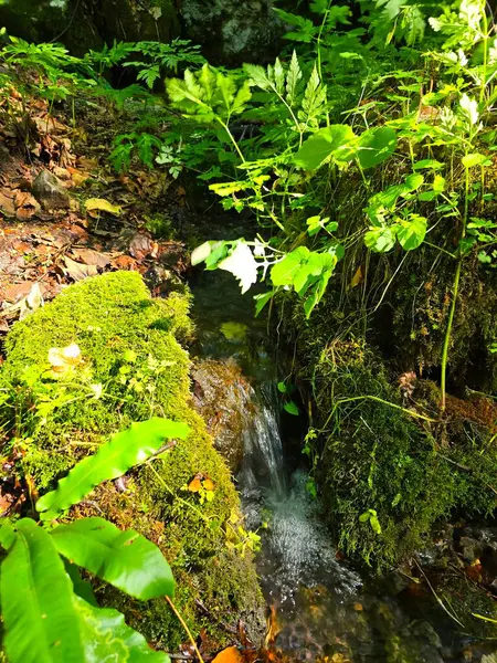 Güneşli bir yaz günü, Trascau Dağları 'nda, Sipote Şelalesi' nin (Cascadele de travertin) tepesinde, yosun kayaları, yapraklar ve yapraklar arasında akan güzel bir orman suyu akıntısı. Alba, Romanya