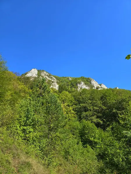 Güneşli bir yaz gününde açık mavi gökyüzüne karşı parlak yeşil ormanın üzerindeki Bedeleu Dağı tepesinde. Salciua, Alba, Romanya