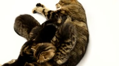 Mom cat with kittens on a white background. Cat feeds small kittens. little kittens and mom cat. Pets.