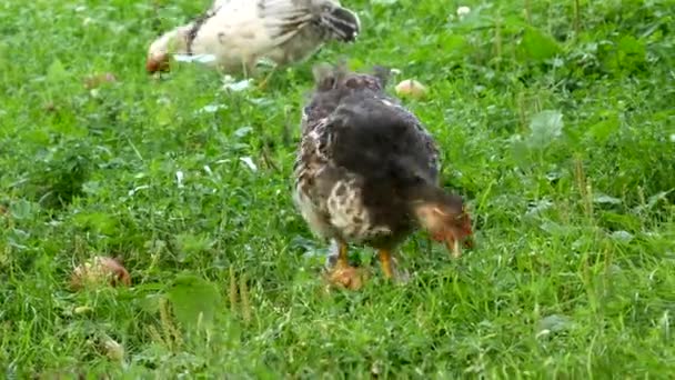 Tavuklar Yeşil Çimenli Çiftlikte Tahıl Yiyorlar Tavuk Çiftlikte Yavaş Çekim — Stok video