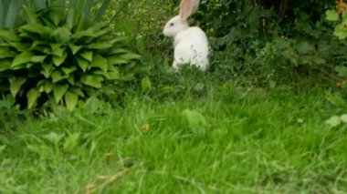Tatlı beyaz bir tavşan çayırda ot yiyor. Yaz günü yeşil çimlerin üzerinde duran küçük tavşan. Bahçede oynayan sevimli tavşan.
