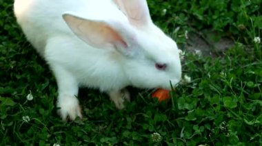 Yeşil çimenlikteki beyaz tavşan havuç yiyor. Küçük tüylü Paskalya Tavşanı ve çayırda uzun kulakları var. Masum hayvan arkadaşlar ve doğaya saygı. Paskalya gününün sembolü. Yavaş çekim.