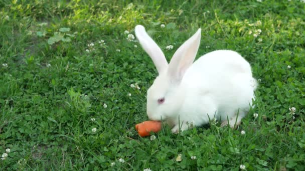 Yeşil Çimenlikteki Beyaz Tavşan Havuç Yiyor Küçük Tüylü Paskalya Tavşanı — Stok video