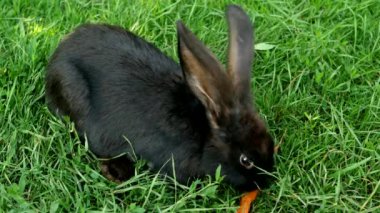 Yeşil çimenlikteki siyah tavşan havuç yiyor. Küçük tüylü Paskalya Tavşanı ve çayırda uzun kulakları var. Masum hayvan arkadaşlar ve doğaya saygı. Paskalya gününün sembolü.