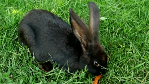 緑の芝生の上の黒いウサギはニンジンを食べる 牧草地で長い耳を持つ小さなふわふわイースターバニー 罪のない動物の友人や自然への敬意 イースターの日のシンボル — ストック動画