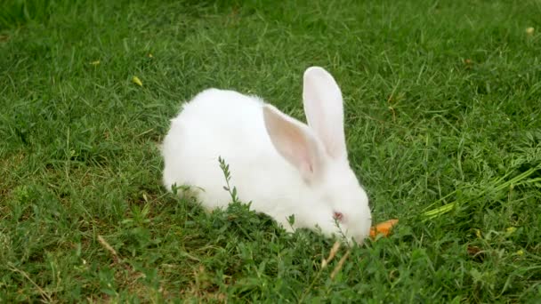 White Rabbit Green Grass Eats Carrot Small Fluffy Easter Bunny — Stock Video