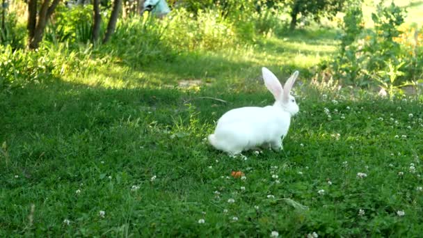 Tatlı Beyaz Bir Tavşan Çayırda Yiyor Yaz Günü Yeşil Çimlerin — Stok video