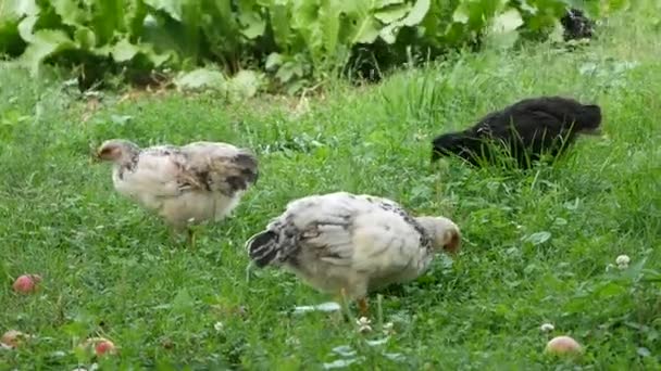 Pollos Comiendo Granos Granja Campo Libre Con Hierba Verde Pollo — Vídeo de stock