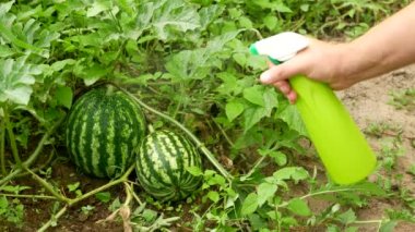 Sahada sprey şişesinden karpuz fışkırtıyor. Doğal karpuz tedavisi, tırtılları ve solucanları püskürtmek için doğal bir karışım sıkmak, piercing sütyen..