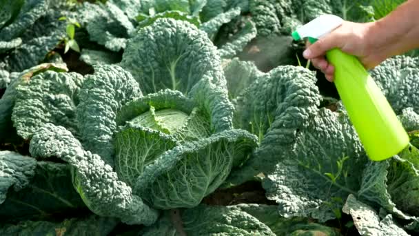 Natuurlijke Kool Behandeling Spuiten Een Natuurlijk Mengsel Het Gebladerte Weren — Stockvideo