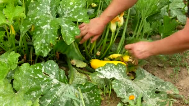 Agricultor Agrónomo Masculino Examina Los Frutos Del Calabacín Cuyas Hojas — Vídeos de Stock