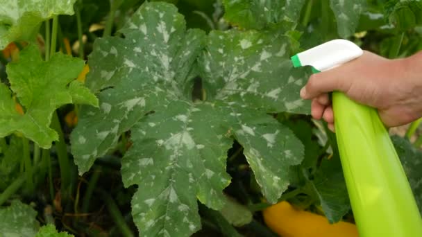 ズッキーニの植物で粉末ミルドーを処理する 緑石鹸 酢で作られた殺虫剤を使用しないで下さい — ストック動画