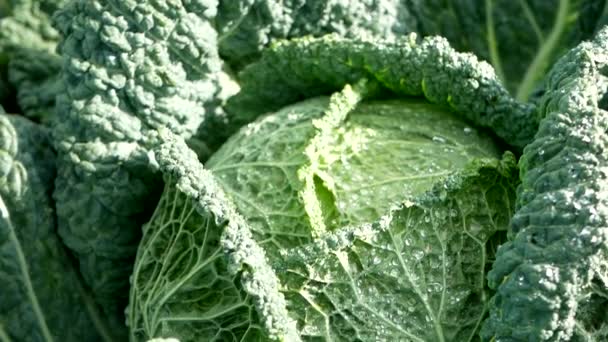 Fresh Ripe Head Savoy Cabbage Brassica Oleracea Sabauda Lots Leaves — Stock Video
