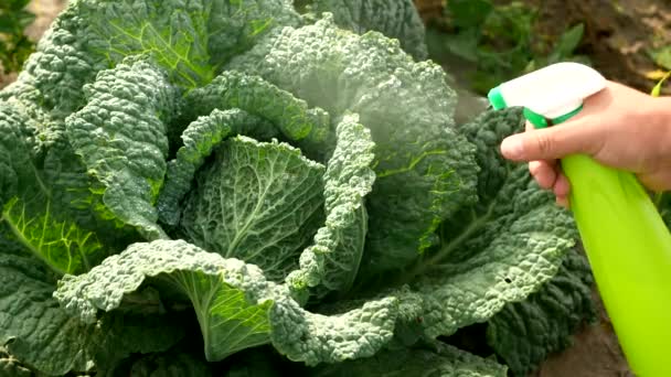 Behandeling Met Pesticiden Ongediertebestrijding Insectendoden Koolbladeren Vergif Uit Een Spuitfles — Stockvideo