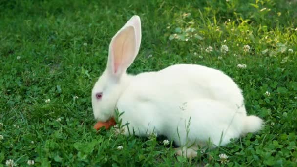 Conejo Blanco Sobre Hierba Verde Come Una Zanahoria Pequeño Conejito — Vídeos de Stock