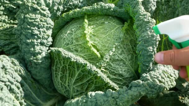 Pesticide Treatment Pest Control Insect Killing Cabbage Leaves Spraying Poison — Stock Video