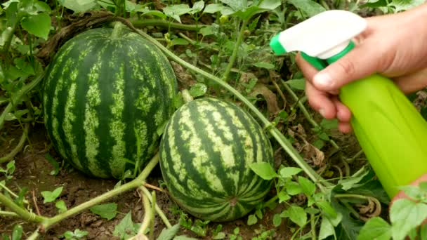 Watermeloenen Spuiten Die Uit Een Spuitfles Het Veld Groeien Bestrijdingsmiddelen — Stockvideo