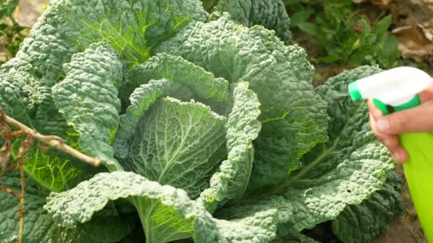 Natural Cabbage Treatment Spraying Natural Mixture Foliage Repel Caterpillars Worms — 비디오