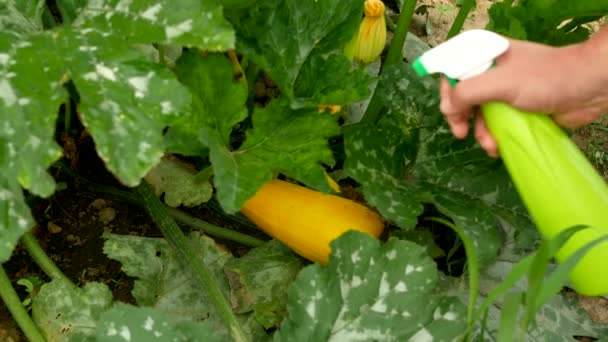 Menyemprot Zucchini Dengan Semprotan Botol Dengan Larutan Pupuk Iodin Dan — Stok Video